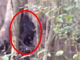 未確認生物「スカンク・エイプ」の映像は本物か? “カビの生えたチーズ臭”がする激臭UMA