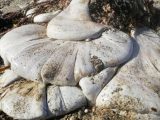 イギリスの海岸に巨大なスライム出現! その驚くべき正体とは?
