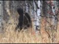森の中を歩くビッグフットの最新映像！ 海外で大注目、本物か？