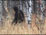 森の中を歩くビッグフットの最新映像! 海外で大注目、本物か?