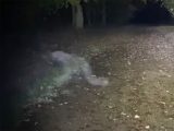 地を這う「悪魔的な何かの姿」が撮影される… 呪われた森で撮影された恐怖映像=英