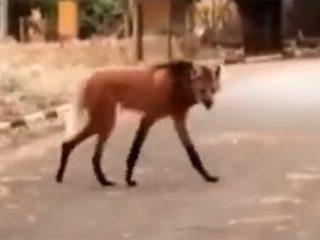 チュパカブラか？ 南米で撮影されたUMAの正体が判明！