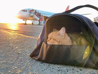 ボリビア航空が迷子猫の捜索に「超能力ペット探偵」を起用！ 政府お墨付きも国民から非難殺到