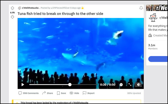 フラッシュ撮影後にマグロが自殺？ 水族館で起こった衝撃事故の画像1