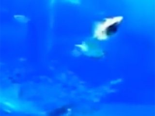 フラッシュ撮影後にマグロが自殺？ 水族館で起こった衝撃事故