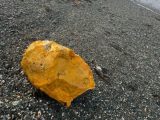 ペットに有害な「オレンジ色の塊」が漂着! その正体とは?