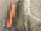 殺意を感じる極悪な形状… 英観光地で「子供を殺す可能性のある装置」を発見！ 背景にある社会問題とは？