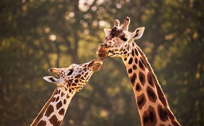 にやにやしながらメスの尿を口に含み… キリンの奇妙な性生活を観察する研究者の思い「皆に知ってもらいたい」の画像1