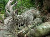 「触手の塊のような新生物」の撮影に成功!? その正体とは?