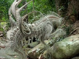 「触手の塊のような新生物」の撮影に成功!? その正体とは？