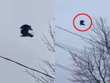 「空中で静止した鳥」が撮影される! 原因不明で専門家も困惑、この世が仮想現実であることを示す証拠か