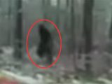 強烈な獣臭とともに現れた「ビッグフット」の映像! 犬が異常に怯え、接近を拒否