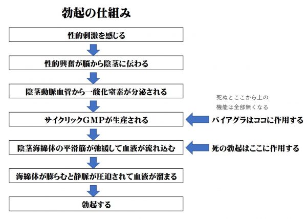 死んでから勃起する「デス・エレクチオン」で有名になった人々… 男の死姦が超絶困難な理由とは?=亜留間次郎の画像2
