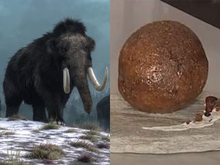 マンモスの巨大ミートボールの作成に成功！ DNAから培養肉を作成、気になるお味は…？