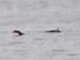 失踪していたネッシーを撮影、2023年初目撃か？ ネス湖から600km以上離れた海に出没