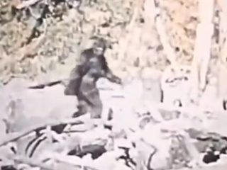 UMAビッグフット映像をAIで鮮明化！ 謎の獣人の「最も完璧な姿」を見ることが可能に