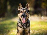 欧州の都市伝説「動物売春宿」は存在するのか? 元獣姦合法国ドイツと獣姦売春による死亡例を紹介=亜留間次郎