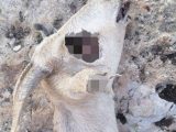 UMAチュパカブラの仕業か? 目がくり抜かれた羊の死体がメキシコで発見される!