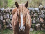 獣姦事件が激増、タブーに踏み込んだ獣医師たち! 尻尾がおかしいペットは…=亜留間次郎
