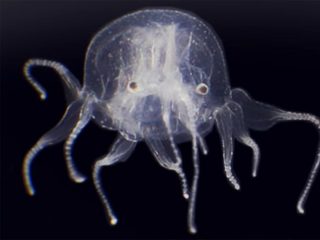 24個の目を持つ「立方体型の生物」を発見！ 新種のクラゲと認定される