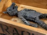 ミッ●ーマウスのミイラ? 米博物館に寄贈された奇妙なもの