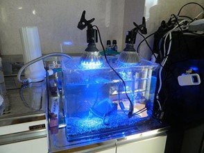 空気からエネルギーを取り出す!? 永久機関開発者のエピソードがすごい! 水槽の水を永久に浄化する活水器とは?の画像11