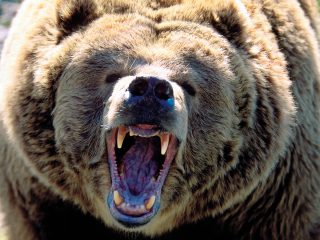 一撃で顔面が崩壊するクマの殺傷能力を医学的に解説！ 初撃は「左のビンタ」が圧倒的に多い、素手でクマを倒す方法も紹介＝亜留間次郎