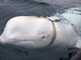 スパイクジラの出現に北欧の漁協が警告! ロシア秘密部隊に訓練された?