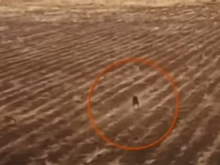 畑を歩くチュパカブラの姿をドローンが撮影？ 家畜の不審死続出、住民に不安広がる＝ボリビア