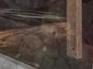 屋根裏に幽霊されていた「少年の幽霊」が出現？ 米心霊ホテルで写真にバッチリ映り込む