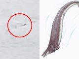 水棲UMA「シュスワギ」の撮影に成功? オゴポコのいとこ、水棲恐竜、水熊… 100年以上前から目撃例有り
