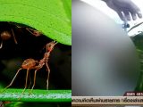 アリの巣に男性器を突っ込んでED治療? タイのあまりにも危険すぎる民間療法… 世界の変態図鑑(3)