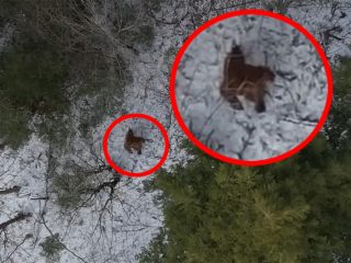森を歩くビッグフットの姿がドローンで撮影される？ TikTokで話題騒然、撮影者が真相暴露