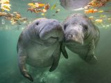 発情した兄弟に襲われ… 水族館の人気者・マナティーを襲った衝撃的な“死因”とは?=米