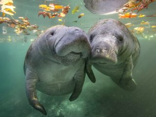 発情した兄弟に襲われ… 水族館の人気者・マナティーを襲った衝撃的な“死因”とは？＝米