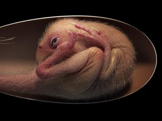 赤ちゃん入りの恐竜の卵が発見される！ 7000万年前の化石が示す意外な特徴が判明