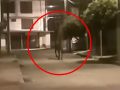 街中を歩く“幽霊馬”が撮影される!? 「霊に憑依されている可能性」専門家も巻き込む事態に＝コロンビア