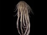 南極の凍った海から未知の「エイリアン生物」が発見される! 20本の腕を持つイチゴ形の新種、地球外生命体か!?