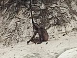狼男か!? 槍を手にした全裸の野生人が撮影される! 世捨て人か、タイムスリップした古代人か…憶測広がる=ドイツ