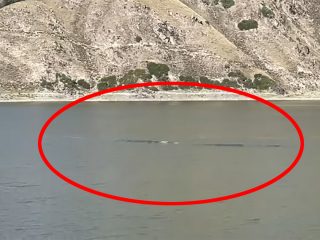 中国版ネッシー「テンシー」の撮影に成功!? 体長15mの龍が泳いでる？