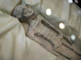 「宇宙人のミイラ」の正体はUMAチュパカブラか!? 貧弱な顎は吸血のため?