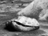 火星で軟体動物発見!?巨大な二枚貝の化石のようなものが発見される!火星にはやはり海があった…?