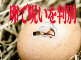 生卵で“呪われているか”を判断する簡単な方法! 水が濁ったらアウト!?