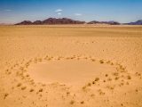 砂漠のミステリーサークルが解明へ!? 乾燥地帯に出来る「フェアリーサークル(妖精の輪)」とは?