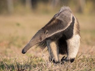 オオアリクイに殺された人は本当にいるのか？ 怪人・亜留間次郎が徹底調査！