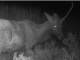 伝説の幻獣「ユニコーン」が捉えられる!?満月の夜、化石の森国立公園の監視カメラにて
