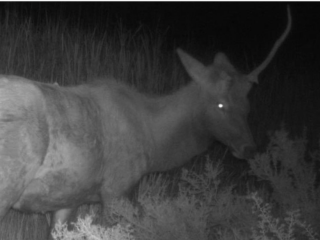 伝説の幻獣「ユニコーン」が捉えられる！？満月の夜、化石の森国立公園の監視カメラにて