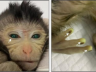 中国で世界初のキメラザルが爆誕！光る指先に緑色の目？！