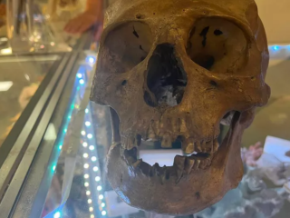 リアルを追及しすぎた仮装！？古着屋のハロウィンコーナーで本物の人間の頭蓋骨が発見される