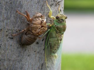 【啓蟄】この春、1兆匹のセミが羽化し、忘れられない悪臭を残す可能性がある＝アメリカ